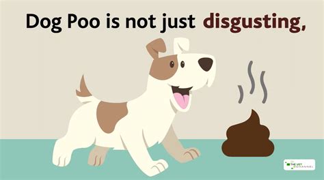 dangers of dog poop.